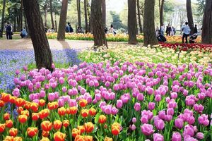 BẠN ĐÃ SẴN SÀNG CHO LỄ HỘI HOA TULIP LỚN NHẤT NHẬT BẢN SẮP TỚI?